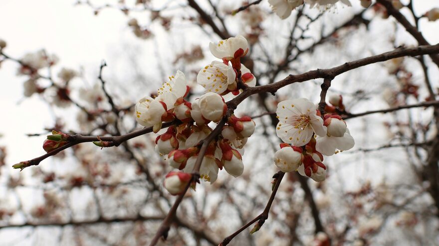 Всероссийский творческий конкурс «Красавица весна»  - детский рисунок, поделка, творческая работа, категория взрослые, дистанционный конкурс, школьный конкурс