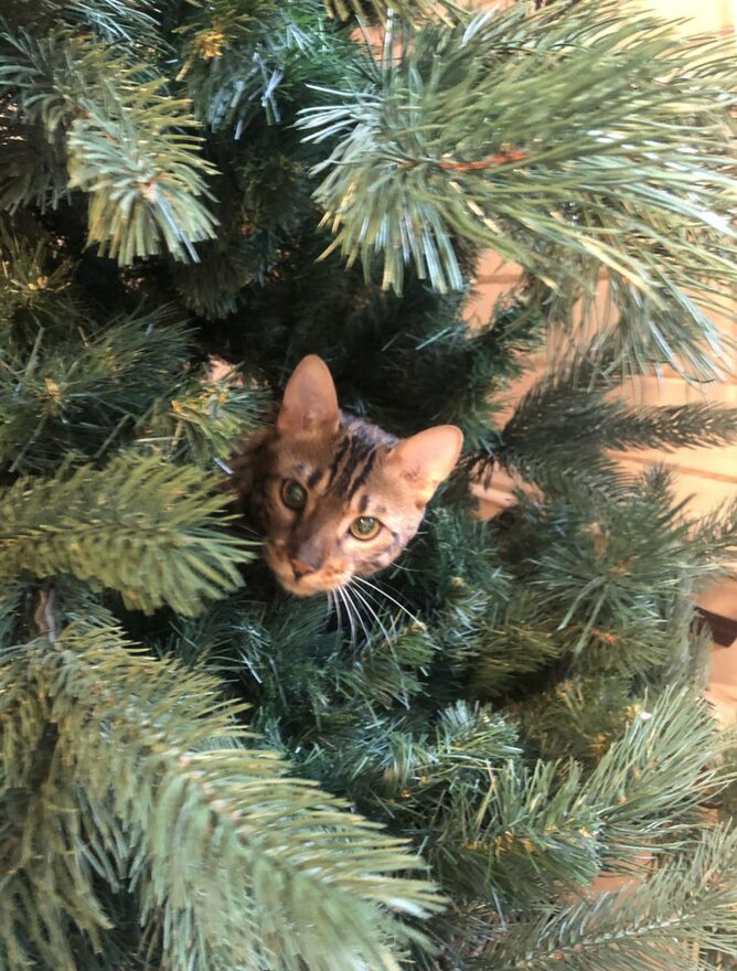 Всероссийский творческий конкурс «Мой четвероногий друг»  - детский рисунок, поделка, творческая работа, категория школьники, 3 класс, дистанционный конкурс, школьный конкурс