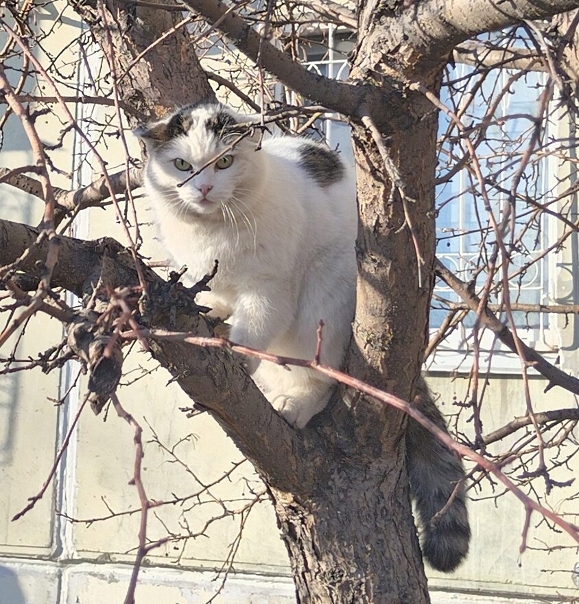 Всероссийский творческий конкурс «Мой четвероногий друг»  - детский рисунок, поделка, творческая работа, категория взрослые, дистанционный конкурс, школьный конкурс