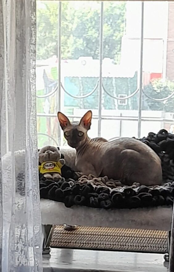 Всероссийский творческий конкурс «Мой четвероногий друг»  - детский рисунок, поделка, творческая работа, категория школьники, 10 класс, дистанционный конкурс, школьный конкурс