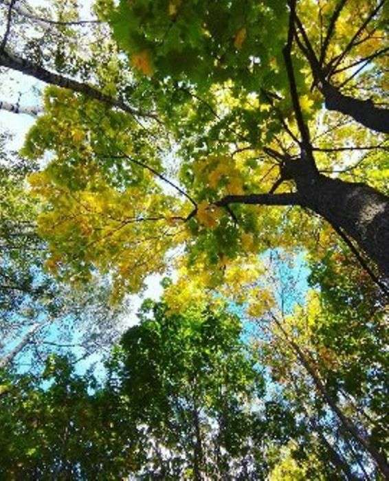 Всероссийский фотоконкурс «Остановись, лето!»  - детский рисунок, поделка, творческая работа, категория школьники, 2 класс, дистанционный конкурс, школьный конкурс