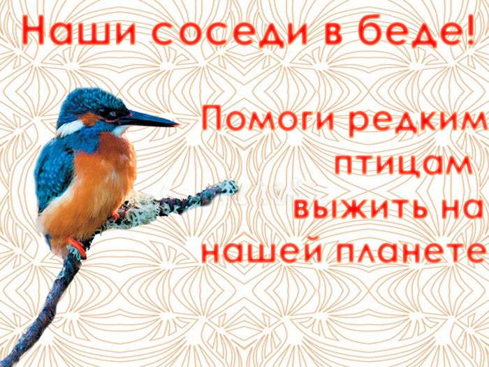 Всероссийский конкурс плакатов «Защитим редкие виды животных и птиц!»  - детский рисунок, поделка, творческая работа, категория школьники, 7 класс, дистанционный конкурс, школьный конкурс