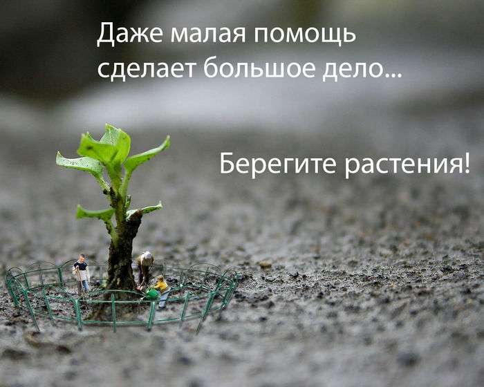 Всероссийский конкурс плакатов «Сохраним исчезающие виды растений!»  - детский рисунок, поделка, творческая работа, категория взрослые, дистанционный конкурс, школьный конкурс