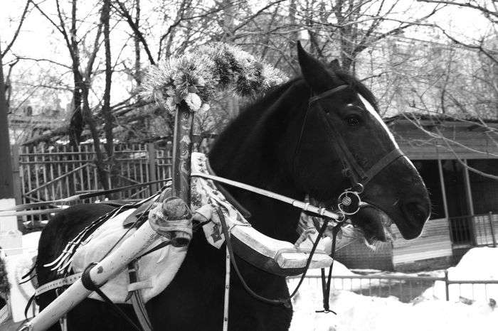 Всероссийский фотоконкурс «Чёрное и белое»  - детский рисунок, поделка, творческая работа, категория школьники, 1 класс, дистанционный конкурс, школьный конкурс