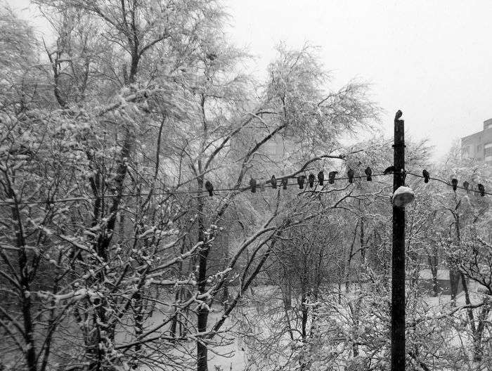 Всероссийский фотоконкурс «Чёрное и белое»  - детский рисунок, поделка, творческая работа, категория школьники, 2 класс, дистанционный конкурс, школьный конкурс