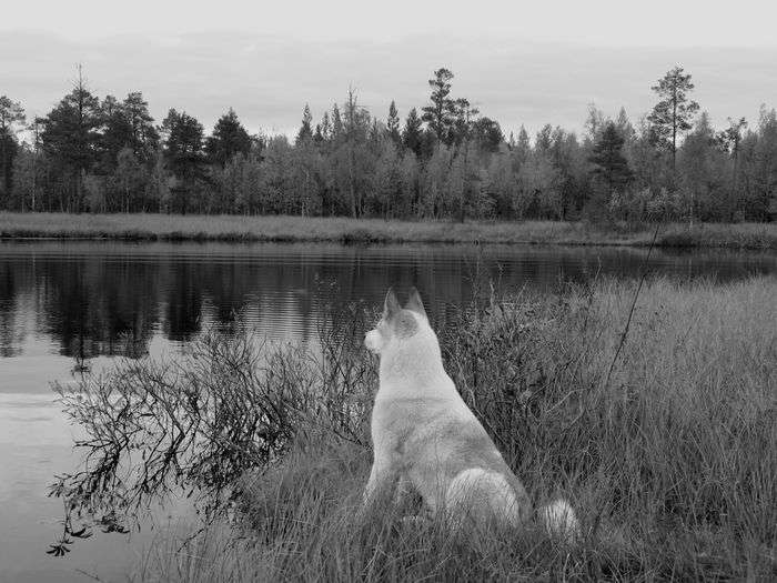 Всероссийский фотоконкурс «Чёрное и белое»  - детский рисунок, поделка, творческая работа, категория взрослые, дистанционный конкурс, школьный конкурс