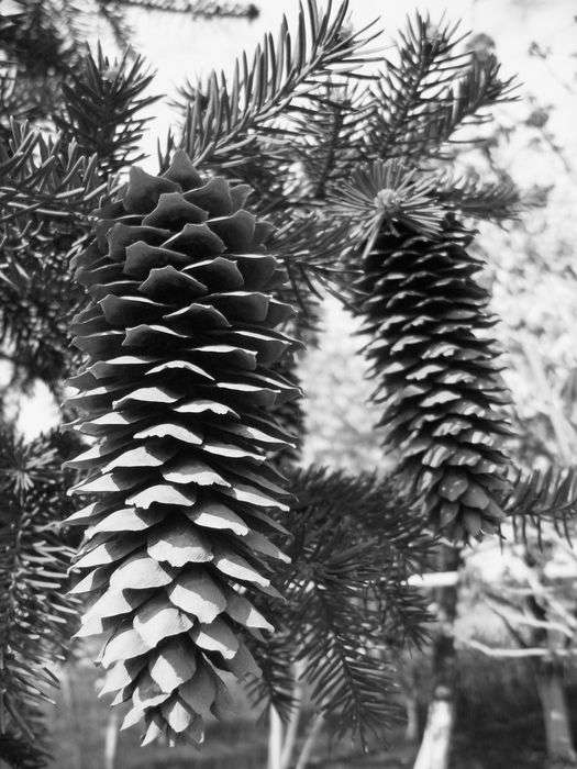 Всероссийский фотоконкурс «Чёрное и белое»  - детский рисунок, поделка, творческая работа, категория дошкольники, детский сад, дистанционный конкурс, школьный конкурс