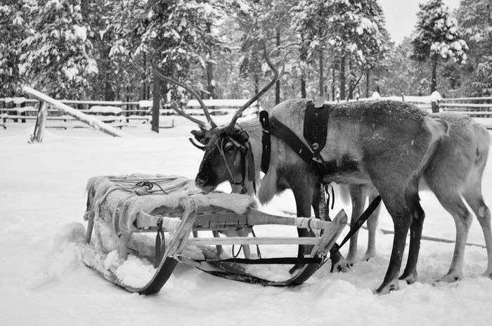 Всероссийский фотоконкурс «Чёрное и белое»  - детский рисунок, поделка, творческая работа, категория школьники, 5 класс, дистанционный конкурс, школьный конкурс