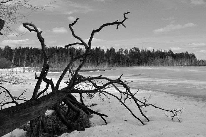 Всероссийский фотоконкурс «Чёрное и белое»  - детский рисунок, поделка, творческая работа, категория дошкольники, детский сад, дистанционный конкурс, школьный конкурс