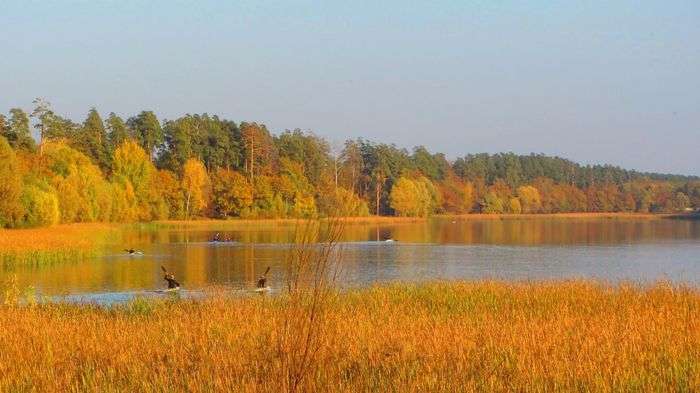 Всероссийский творческий конкурс «Закружилась листва золотая»  - детский рисунок, поделка, творческая работа, категория дошкольники, детский сад, дистанционный конкурс, школьный конкурс