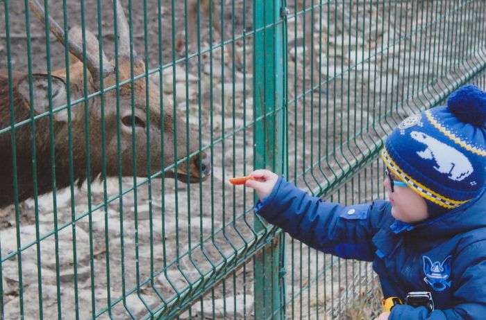 Всероссийский творческий конкурс «Любимый питомец»  - детский рисунок, поделка, творческая работа, категория дошкольники, детский сад, дистанционный конкурс, школьный конкурс