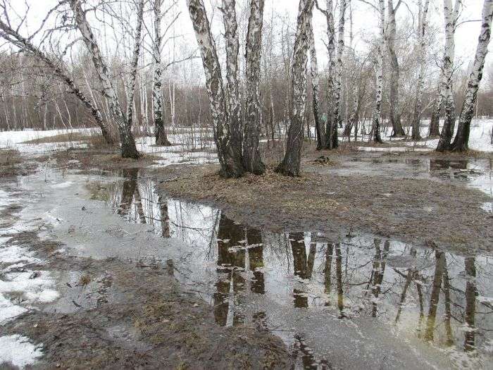 Всероссийский творческий конкурс «Пробуждение природы»  - детский рисунок, поделка, творческая работа, категория школьники, 11 класс, дистанционный конкурс, школьный конкурс