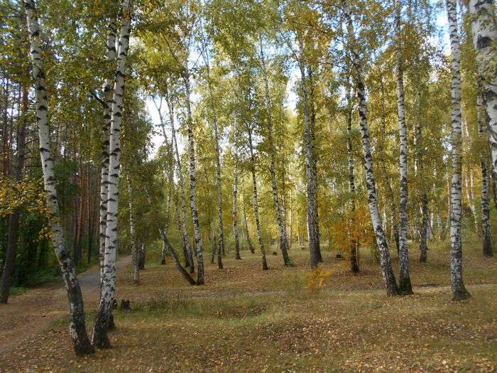 Всероссийский творческий конкурс «Осенняя симфония»  - детский рисунок, поделка, творческая работа, категория школьники, 2 класс, дистанционный конкурс, школьный конкурс