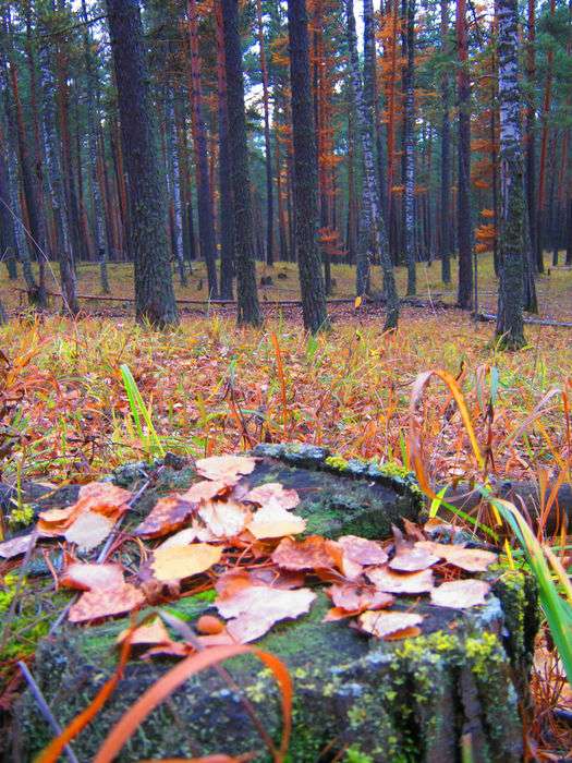 Всероссийский творческий конкурс «Осенняя симфония»  - детский рисунок, поделка, творческая работа, категория взрослые, дистанционный конкурс, школьный конкурс