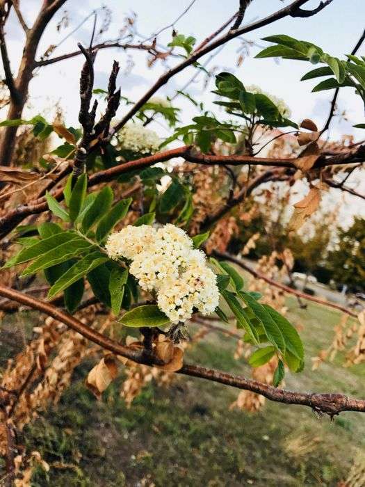 Всероссийский творческий конкурс «Очарование осени»  - детский рисунок, поделка, творческая работа, категория школьники, 9 класс, дистанционный конкурс, школьный конкурс