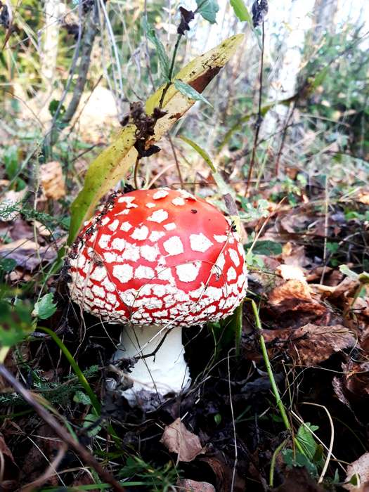 Международный творческий конкурс «Осенняя зарисовка»  - детский рисунок, поделка, творческая работа, категория школьники, 5 класс, дистанционный конкурс, школьный конкурс