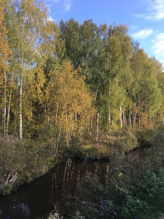 Международный творческий конкурс «Уж небо осенью дышало...»  - детский рисунок, поделка, творческая работа, категория школьники, 1 класс, дистанционный конкурс, школьный конкурс