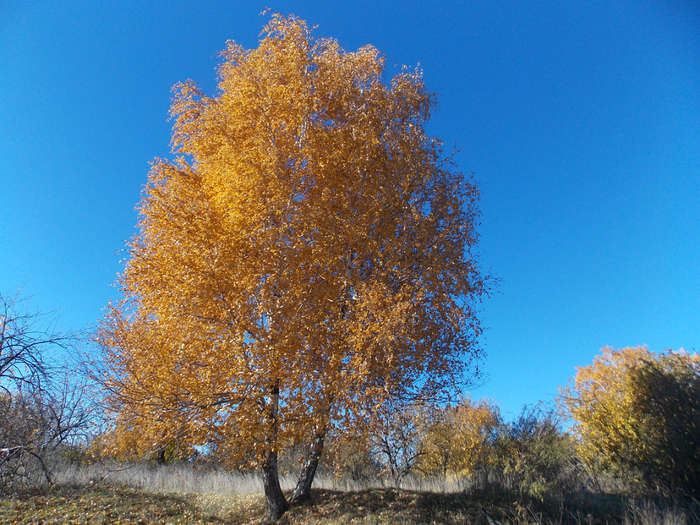 Международный творческий конкурс «Осенняя фантазия»  - детский рисунок, поделка, творческая работа, категория взрослые, дистанционный конкурс, школьный конкурс