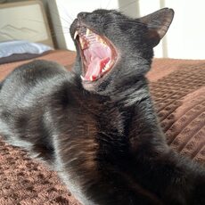 Работа участника - Чиркин Владислав