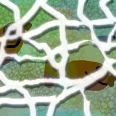 Работа участника - Иевлева Вероника